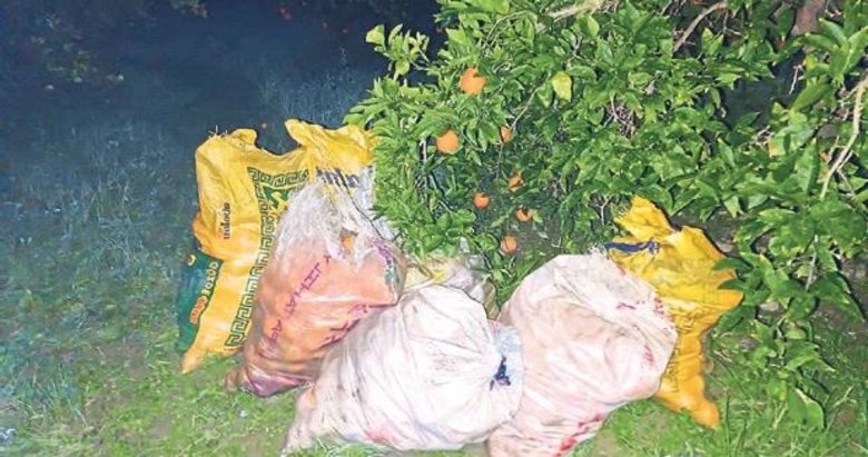 Aydın’daki portakal hırsızı yakayı ele verdi