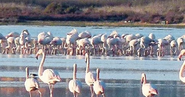 Flamingolar için seferberlik