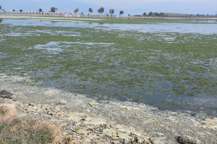 İzmir Körfezi’nde kirliliğin resmi! Çakalburnu Lagünü deniz marulları ile kaplandı