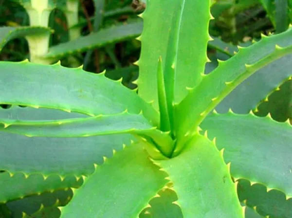 1-yaprakla-gelen-mucize-aloe-veranin-faydalari-nelerdir-aloe-vera-ne-icin-kullanilir-1784987147280.jpeg