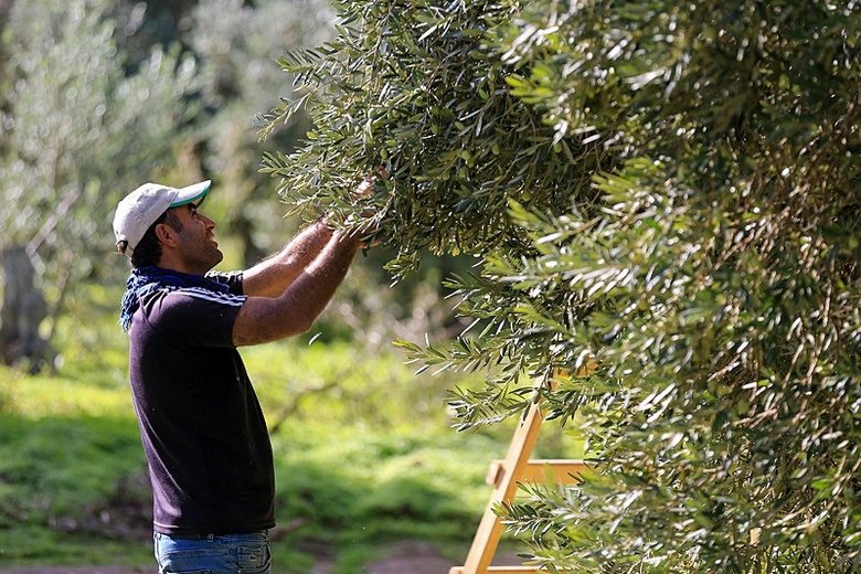 Manisa’da zeytinde kalite yılı!