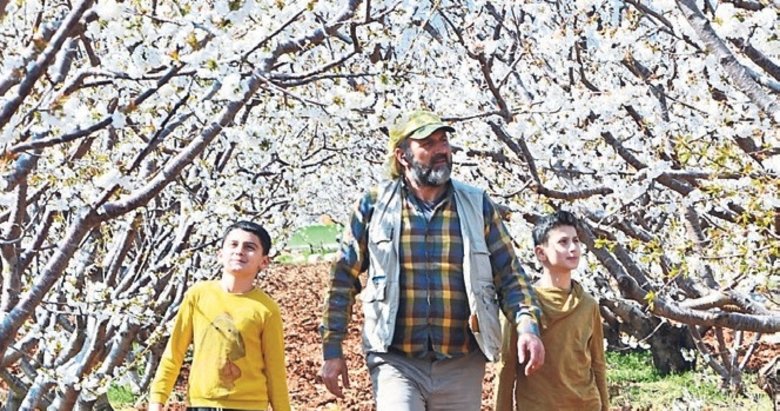 Şehzadeler’de kiraz bahçeleri çiçek açtı