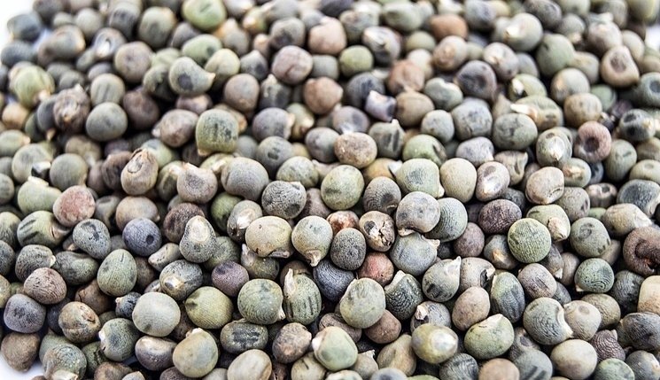 Bamya tohumunun faydaları nelerdir? İşte mucizevi besinin faydaları...