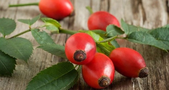 Doğal reçete olan Kuşburnu bitkisinin kullanım alanları nedir?