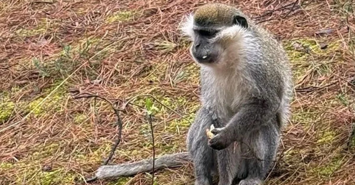 Mantar ararken maymun buldu