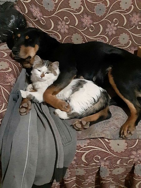 Görenler hayrete düşüyor! Kedi ile köpeğin kıskandıran dostluğu