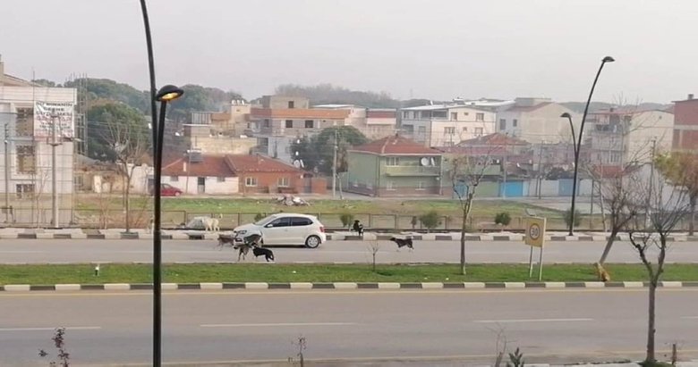 Manisa’da sürücülerin sokak köpekleriyle imtihanı
