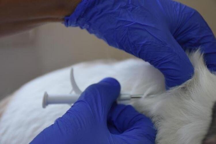 Evcil hayvanı olanlar dikkat: Ceza yemeyin! 3 hafta sonra başlıyor