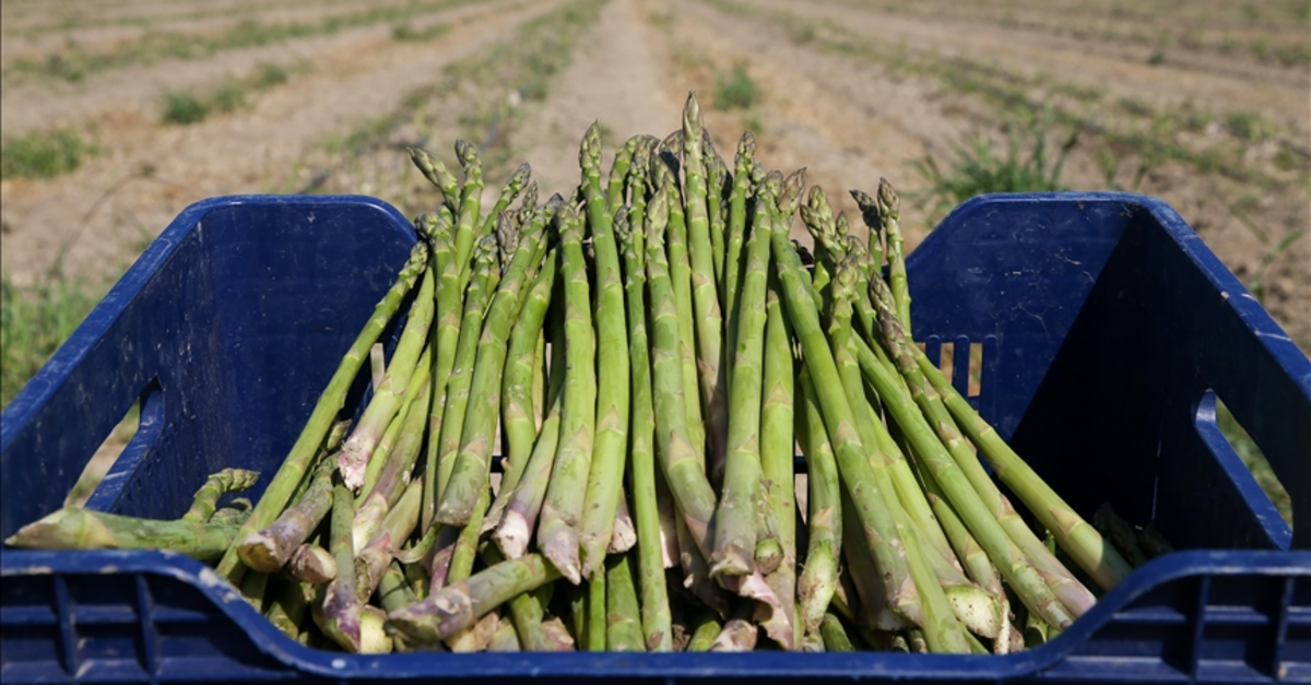 Yeşil altın dönemi: Toprağı olanlar dikkat! Bir kez eken zengin oluyor
