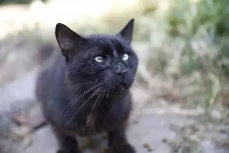 Siyah kedilere uğursuzluk inancı: Kara kediyi uğursuz yapan nedir?