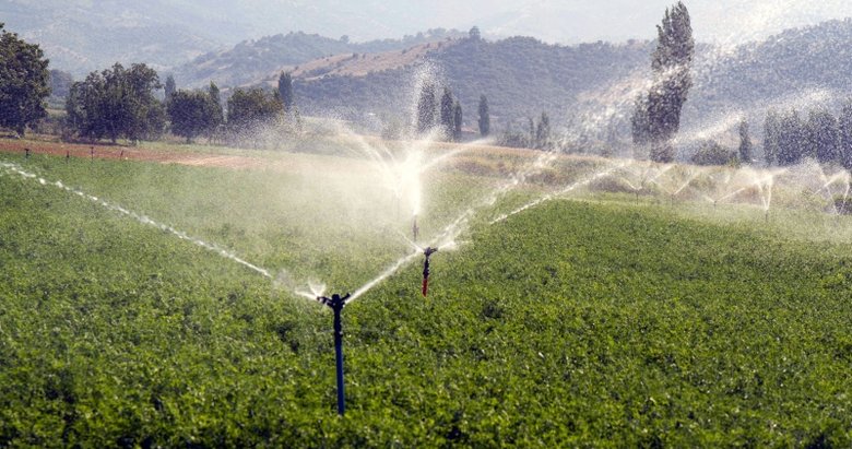 Küçük Menderes’te Beydağ bereketi! İzmirli üreticiye 190 milyon lira ek gelir