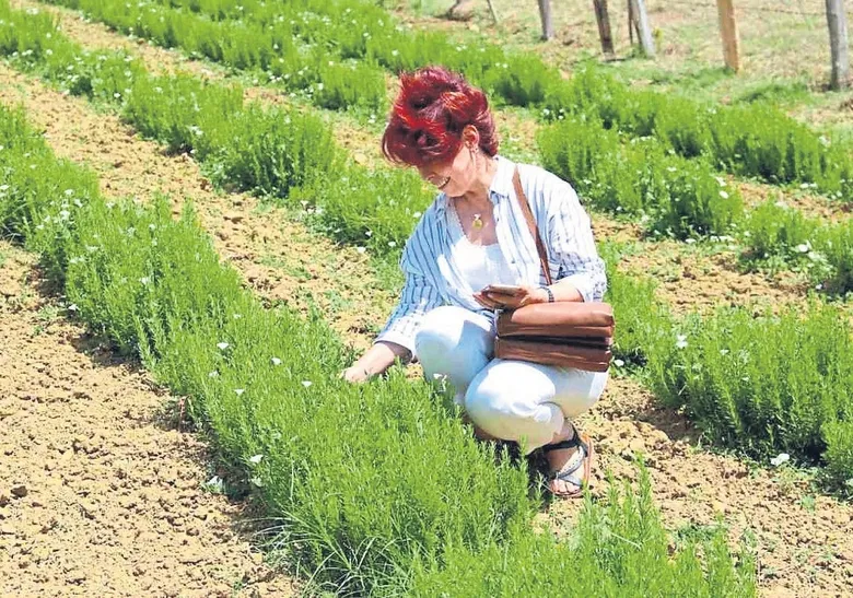 turkiyenin-sifa-hazinesi-tibbi-ve-aromatik-bitkiler-1787168271541.jpeg