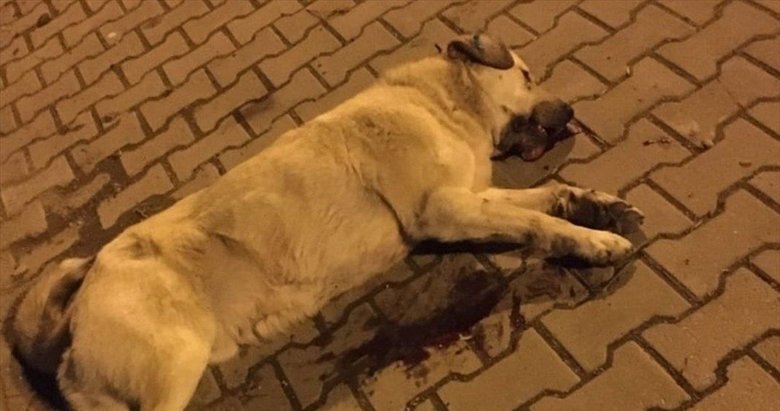 Manisa’da tüfekle köpeği öldüren kişi yakalandı