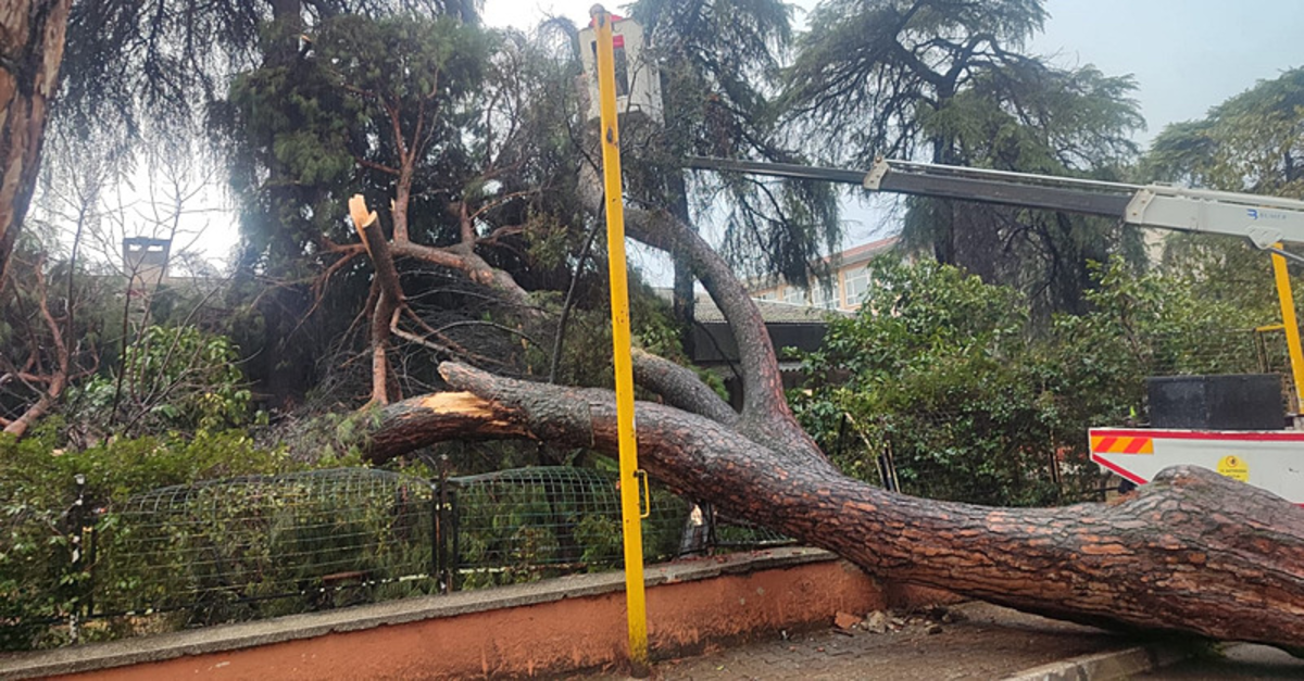 İzmir'de dev çam ağacı devrildi!