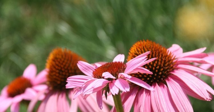 Ekinezyanın faydaları nelerdir? Ekinezya hangi hastalıklara iyi gelir?