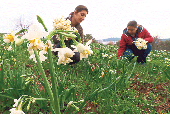 Türkiye’nin çiçek tarlaları