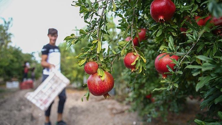 Denizli’de nar hasadı bereketli başladı