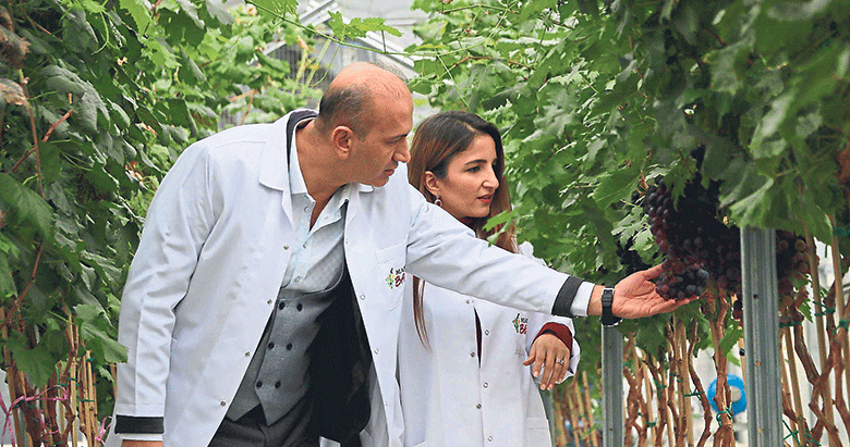 Manisa’da bir yılda ilk kez 2 üzüm hasadı