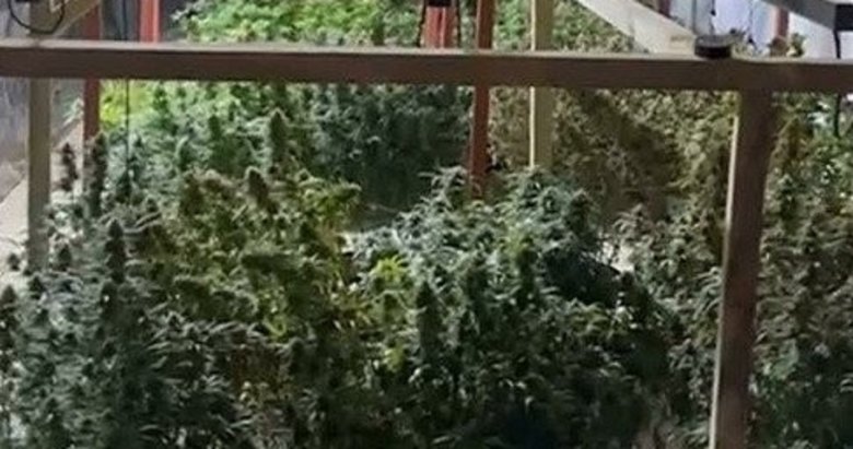İzmir’de film gibi olay: Evi seraya çevirmiş! Kenevir yetiştiren şahıs tutuklandı
