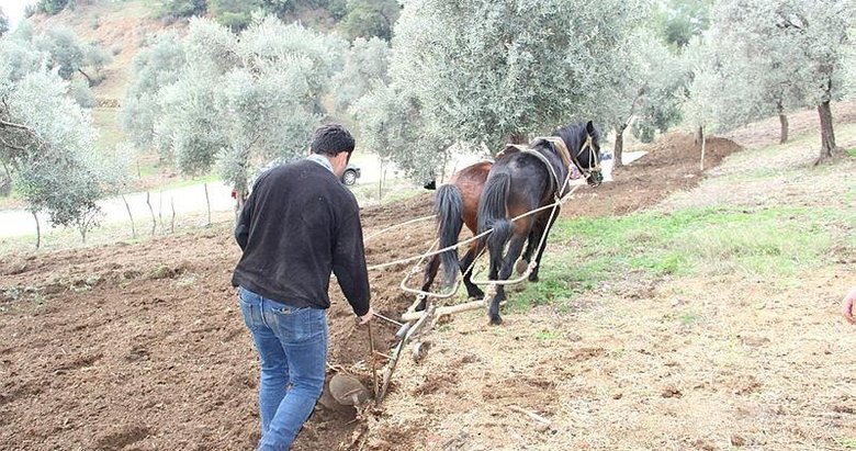 Aydın’da yağışı gören tarlaya indi! Geçen yıl kuraklık vurmuştu