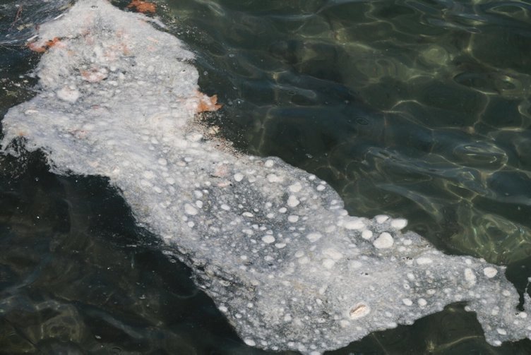 Müsilaj tekrar mı geliyor? Foça’daki deniz kirliliği endişelendirdi!