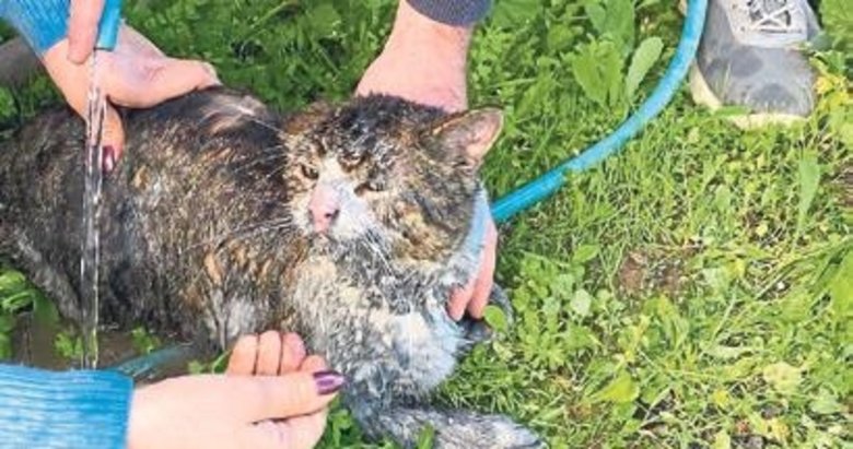 2 kediyi yanan evden itfaiye ekipleri kurtardı