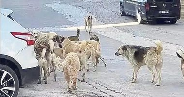 İletişim Başkanlığı’ndan ‘Sokak Köpekleri’ araştırması