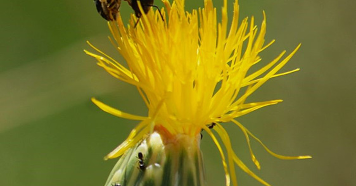 Aydın'ın Tülüşah'ı yok olma tehlikesiyle karşı karşıya!