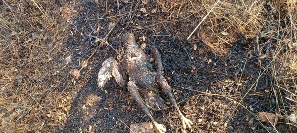 Muğla’da enerji nakil hattına çarpan kuş yangına neden oldu