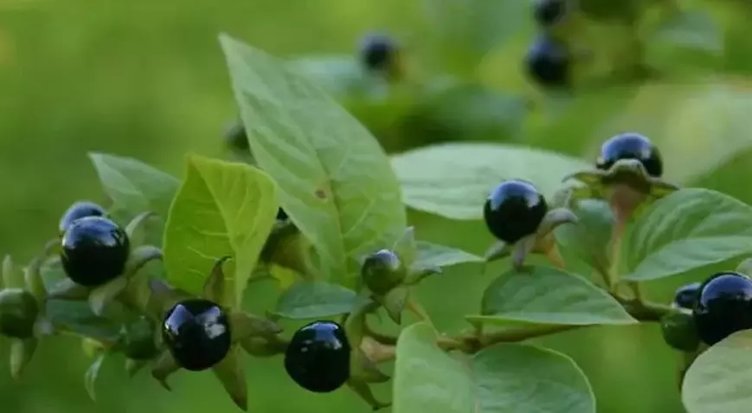 Faydaları var ama kullanımı riskli! Güzelavrat otu nedir?