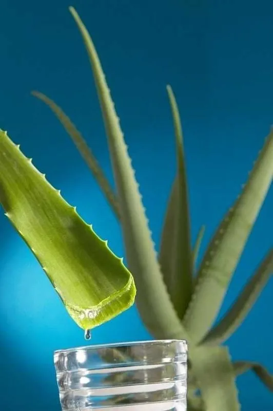 1-yaprakla-gelen-mucize-aloe-veranin-faydalari-nelerdir-aloe-vera-ne-icin-kullanilir-1784987140904.jpeg