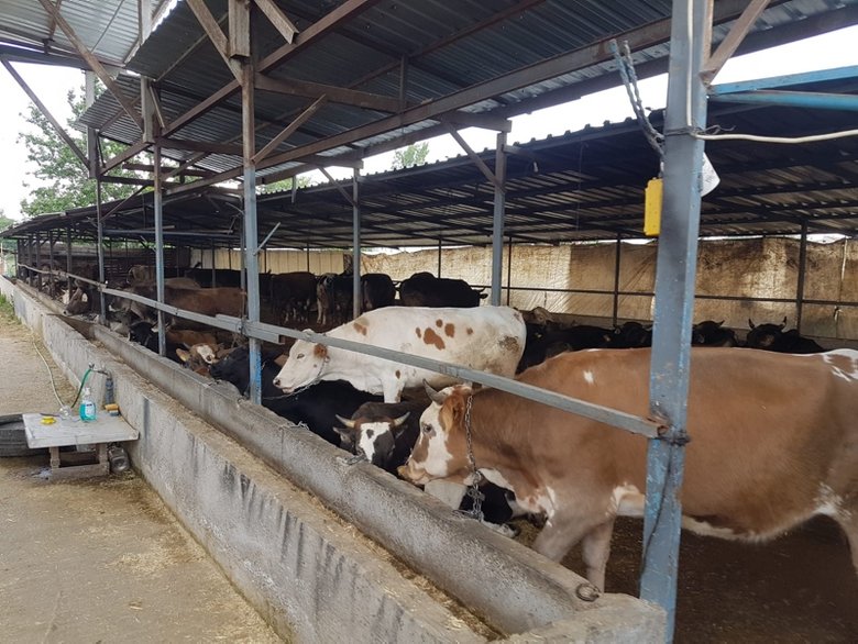 Bilim Kurulu üyesi Yamanel’den ’hisseli kurban kesimi’ uyarısı