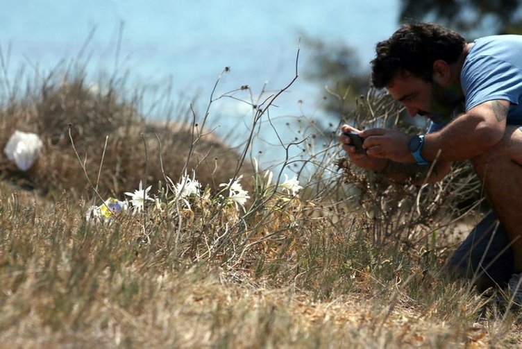 Muğla Bodrum’da ’Kum zambağı’ çiçeği koparanın elini yakıyor! Bakın cezası ne kadar?
