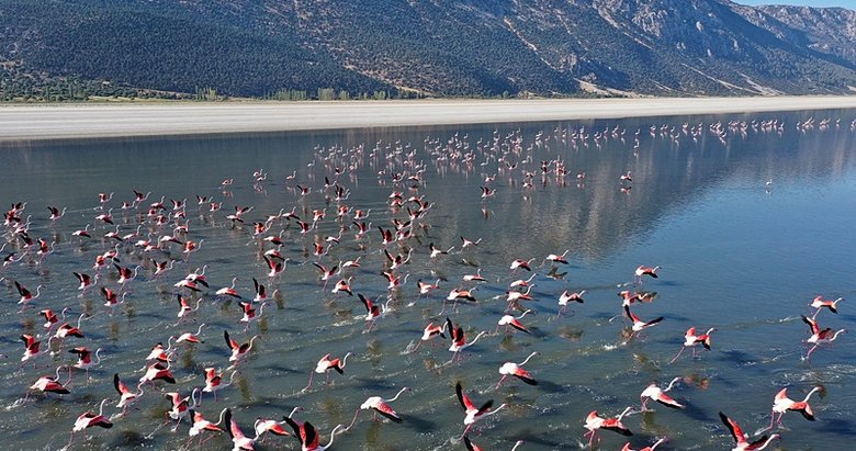 Acıgöl’ün pembe gezginleri