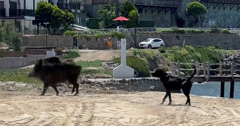 Bodrum’da sahili domuzlar bastı, o anlar kameralara yansıdı
