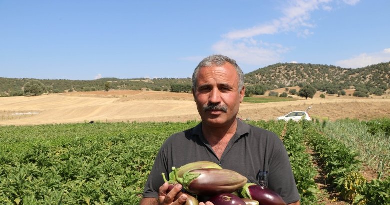 Afyon’da asırlık ata tohumu ile patlıcan üretiyorlar
