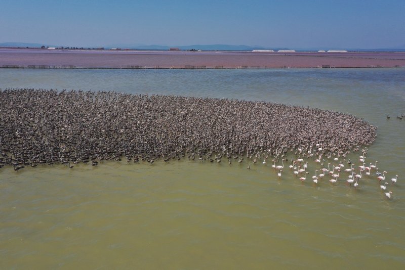 İzmir’de kreşteki flamingo yavruları rüzgara karşı kanat çırpmaya başladı! Kartpostallık görüntüler oluştu