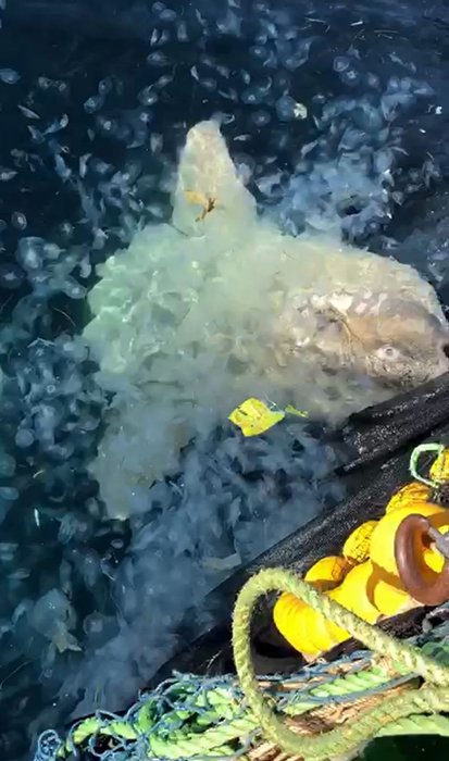 Çanakkale’de yakalanan yarım tonluk pervane balığı görenleri şaşırttı!