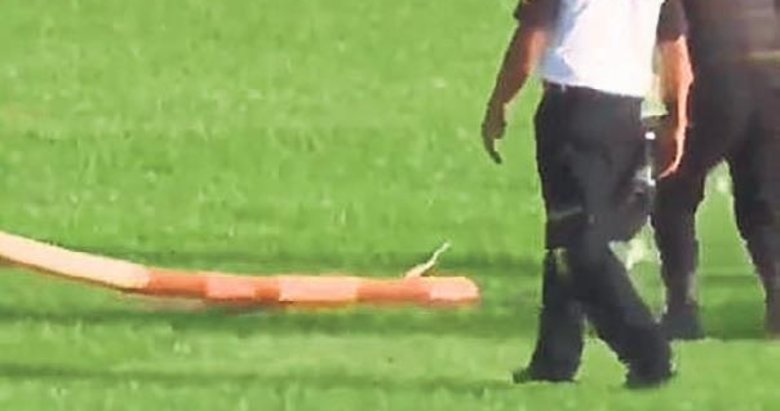 Sahaya yılan girdi ortalık karıştı