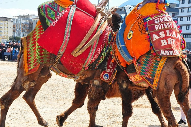 Manisa’daki Deve Güreşi Festivali’nde panik: Develer izleyenlerin arasına daldı