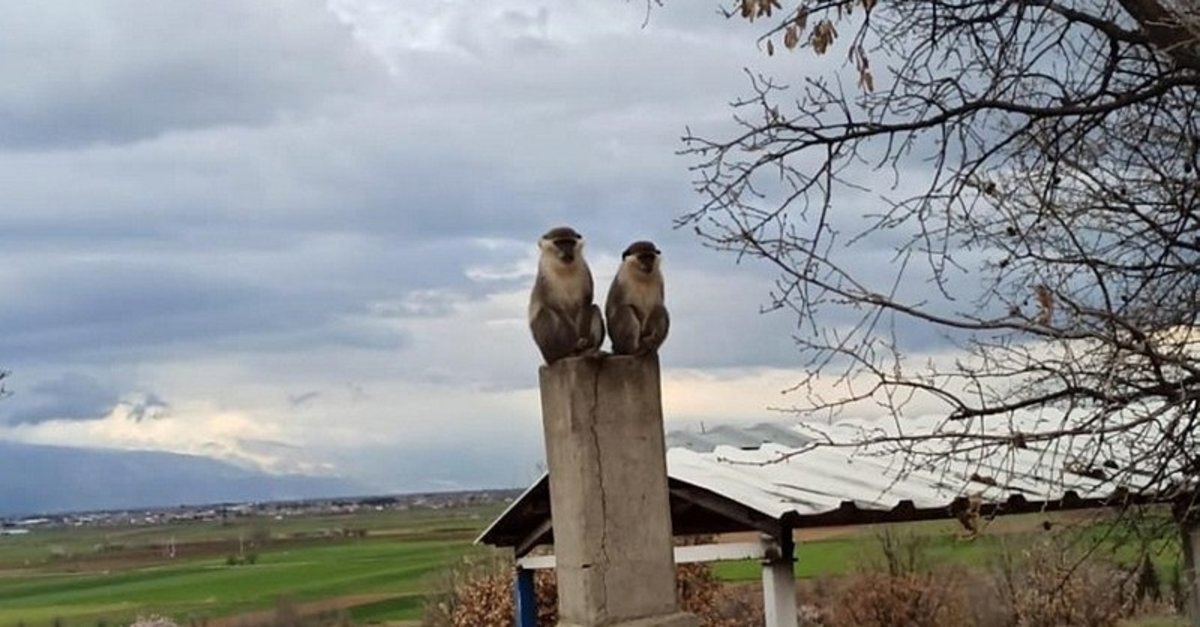 Denizli'de şaşkına çeviren olay! Ağaçta fark ettiler: Maymun herkesi peşine taktı