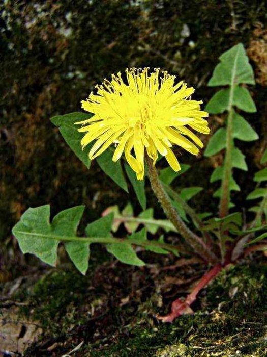 İbn-i Sina şeker hastalığı için önerdi! İşte 'Karahindiba'nın faydaları...