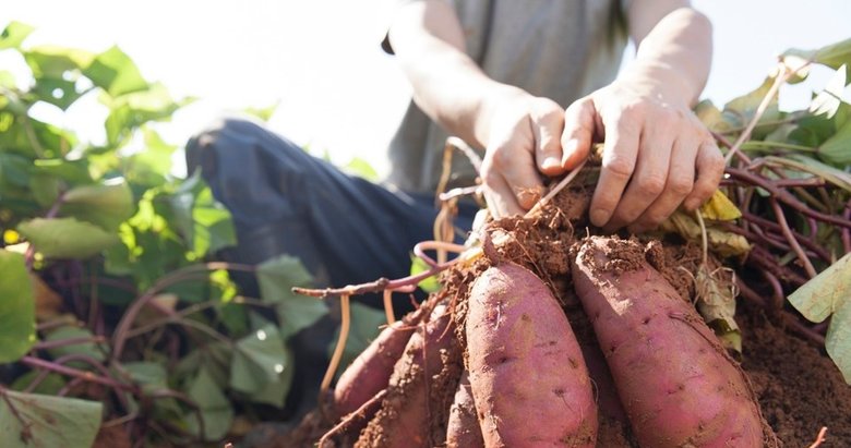 Yer elmasının faydaları nelerdir?