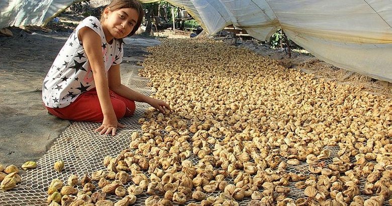 Aydın’ın altın meyvesi: İncir! Sofraya gelene kadar 10 defa elden geçiyor