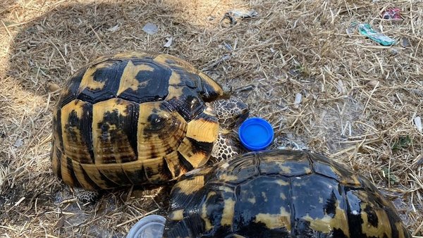 Bornova orman yangınında minik canlar unutulmadı: Kaplumbağalar alevlerin içinden alındı