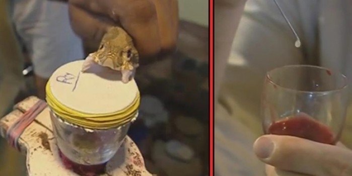 https www yeniasir com tr galeri yasam kobra zehri insan kanina dokuldugunde bakin ne oldu iste yilan zehrinin kandaki inanilmaz etkisi