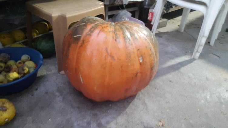 Manisa’da üzüm bağlarında devasa kabak yetişti: Tanesi 80 kilogram