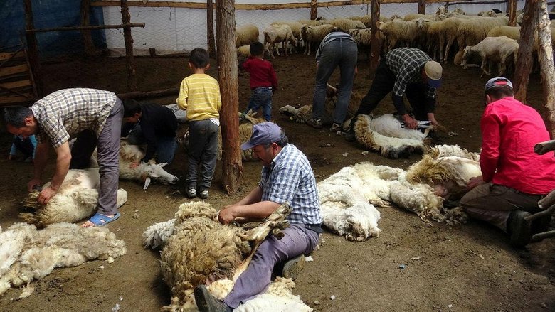 Yörüklerin geleneksel koyun kırkımı şölen havasında yapılıyor