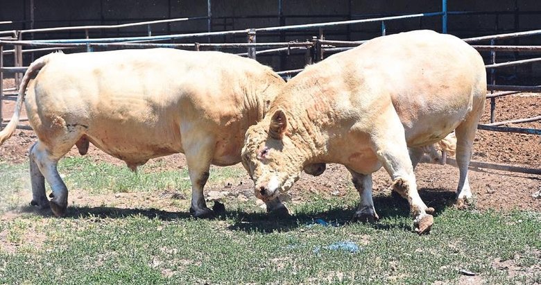 3 kurbanlık boğa 1.2 milyon liraya satılacak