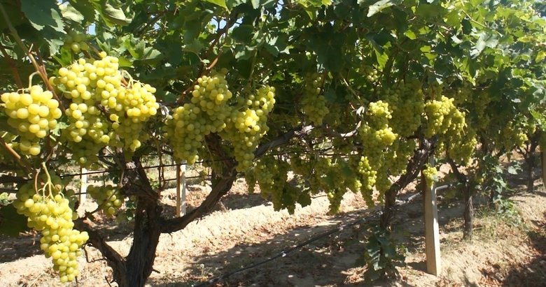 Ege’de taze üzüm ihracatı 158 milyon doları geçti